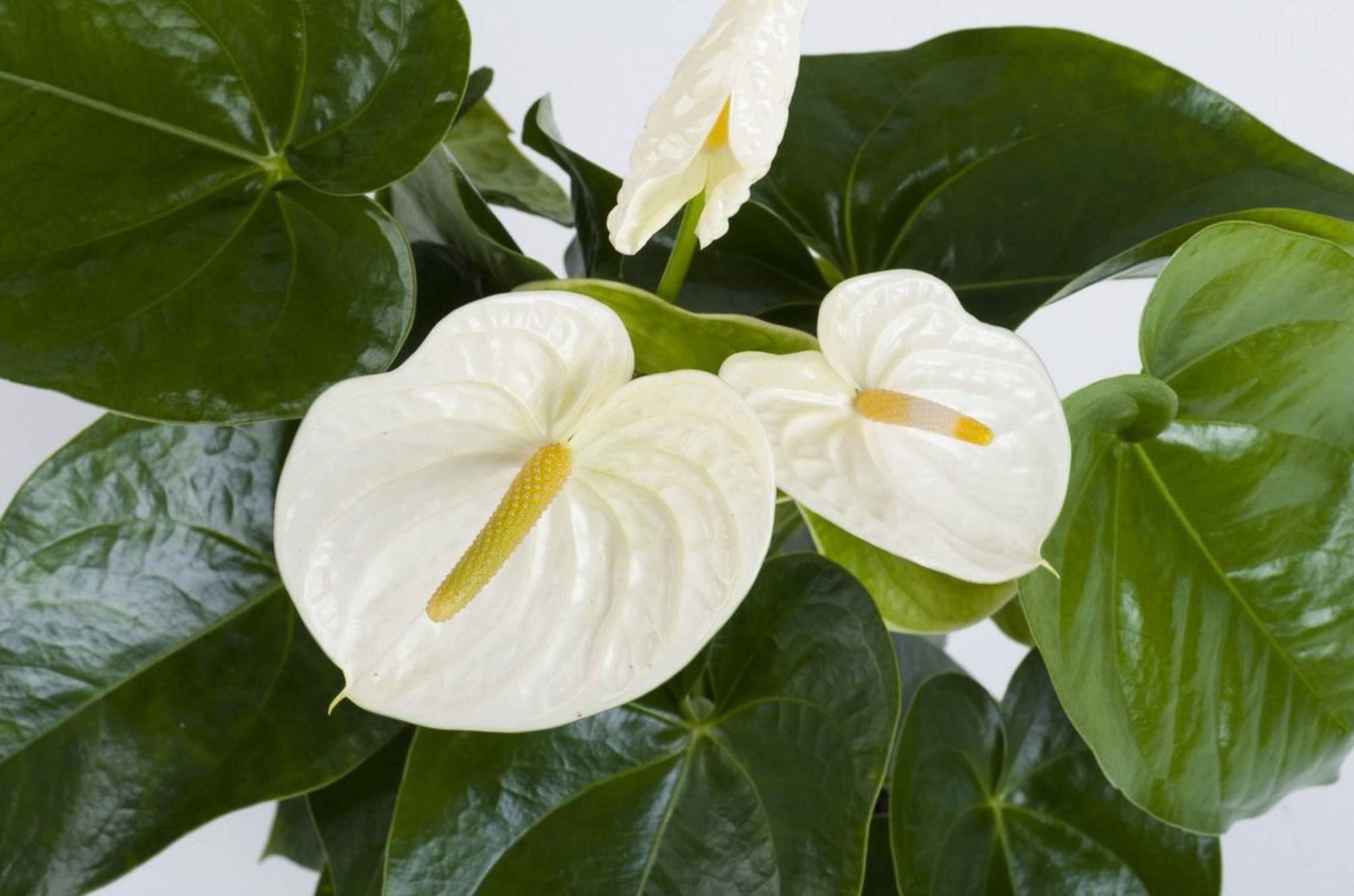 Антуриум Андре белый. Антуриум Андре цветок. Антуриум Самора. Антуриум Монтана