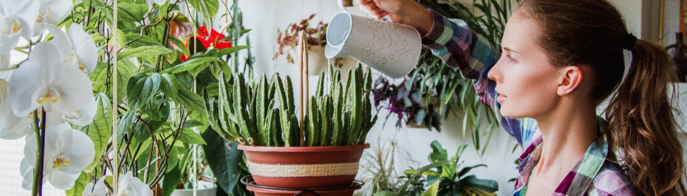 Indoor Plants Banner Design by Interior Era, Electronic City, Bangalore