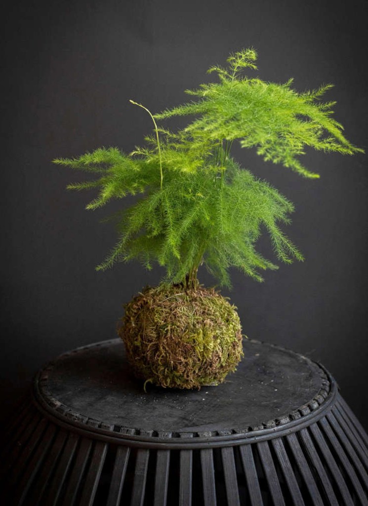 Ferns_Best Interior Decorators Near Me In Electronic City Bangalore_Affordable Interiors