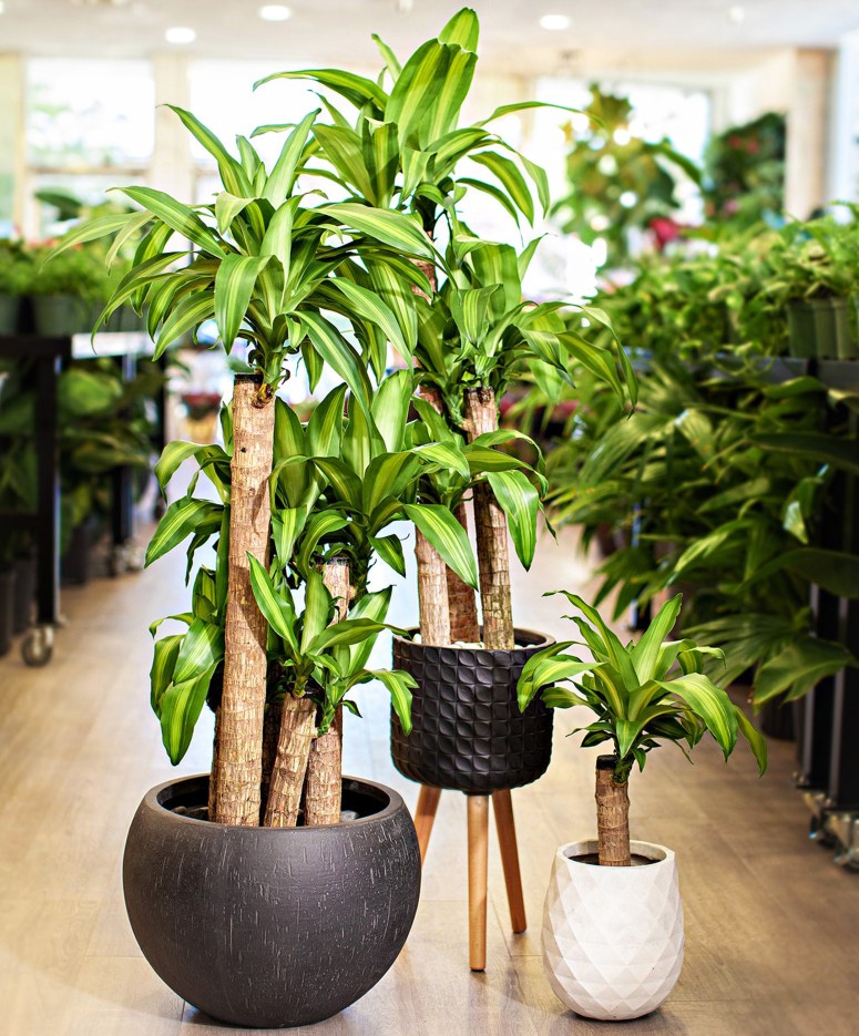 Massangeana Cane_Good Interior Designers In Bangalore Electronic City Near Me At Location_Affordable Interiors in Electronic City